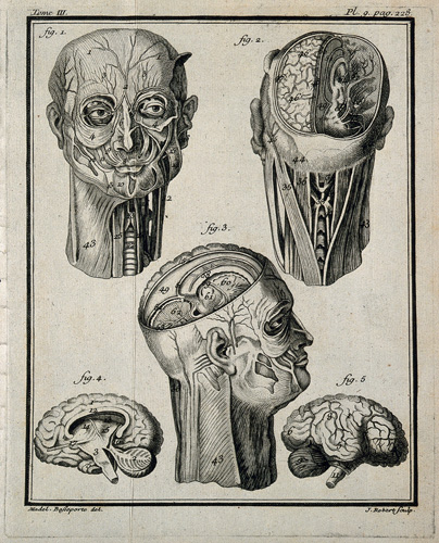 A black and white image shows three de-fleshed views of a human head, which expose the muscles, veins, and brain below. There is a front view, where the head looks out to the viewer; a back view, which shows the rear of the skull and back of the brain; and a side view, which shows the ear and side view of brain. There are also two illustrations of the human brain.