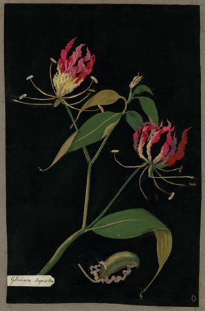 An illustration of a plant with long, drooping, dark green leaves and pink and yellow flowers with wavy or curly petals and long yellow stamens.