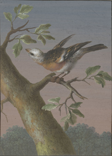 A small bird with a white head and rear and an orange and black midsection and wings is on a tree branch with leaves. The mdisection of its body is mostly orange underneath, with areas of black speckles or bands on the back and wings. The bird looks like it has just landed or is just taking off from the branch because its wings are half-open.