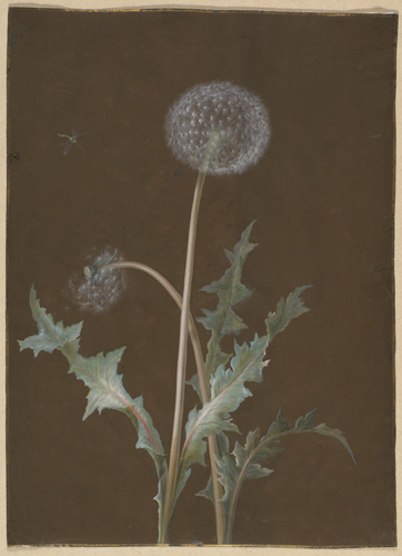 A plant illustration showing medium-green irregularly-shaped leaves attached to a brownish stem. At the end of the stem is a fluffy, white, round ball made of individual dandelion seeds.