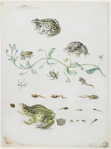 The image shows three different views of frogs at the top, the largest and topmost one with spots, the second-biggest with a few stripes, and the smallest a lighter green with fewer spots. Below them, a long curving flower stem with small blue flowers along its length splits top of the page from the bottom. Below the flower border, illustrations show the physical changes of tadpoles into frogs.
