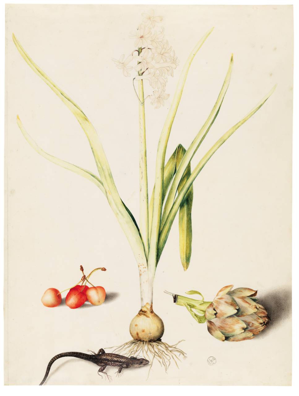 A hyacinth flower, still attached to its bulb, fills most of the vertical canvas. The background is unresolved but includes a few other elements: four cherries, an artichoke, and a lizard. They are not arranged in a still-life format but instead appear as intense studies of four objects or groups of objects.
