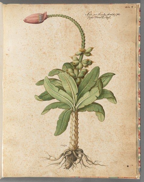 A botanical illustration of a pink flower, still attached to its stem and roots. There is a single flower, not yet in bloom, and then other buds readying to flowers. There are also green leaves. The background is neutral, inscribed with identification of the plant. 